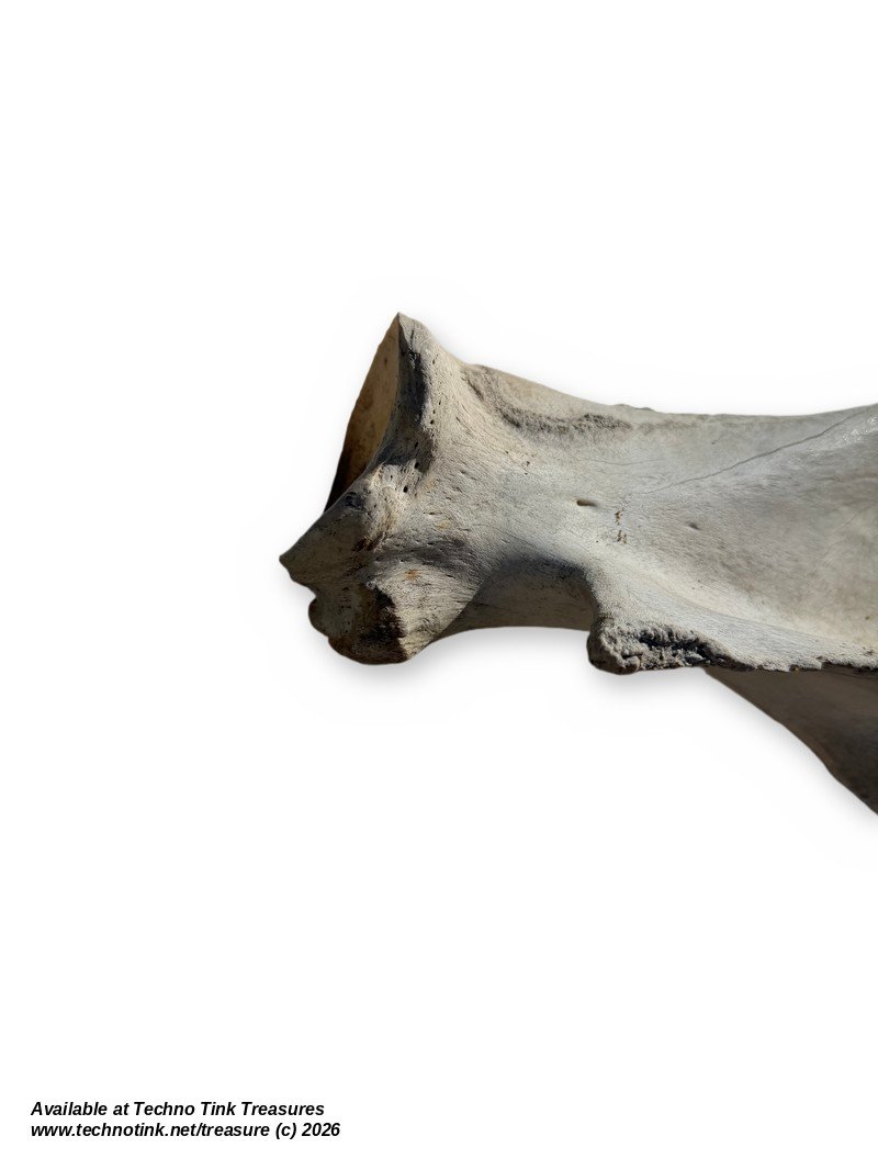 Large Weathered Cow Scapula Shoulder Blade, 15.5 Inches - Natural Bone Oddity - Image 5
