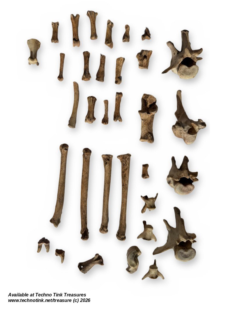 Small Canine Bone Lot - Leg Bones, Ribs, Vertebrae & Toe Bones - Bagged Set - Image 6